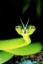 Pit Viper's Avatar